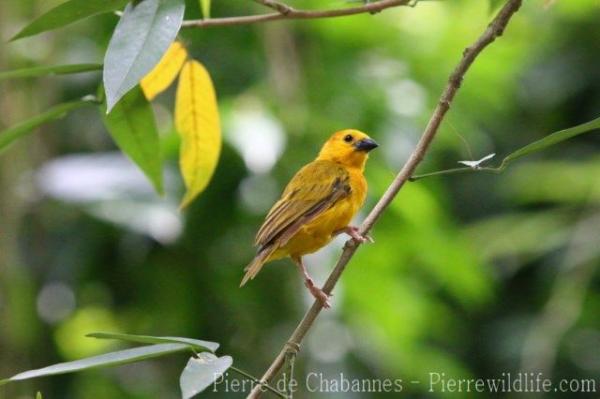 Saffron finch