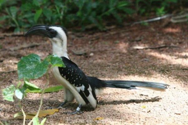 Jackson's hornbill