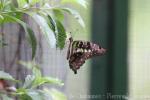 Tailed jay