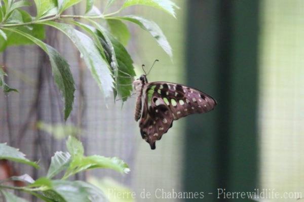 Tailed jay