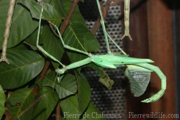 Malayan jungle nymph