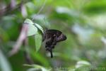 Emerald swallowtail