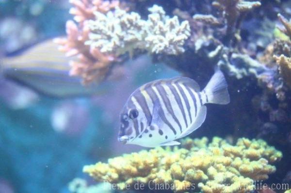 Black-barred surgeonfish