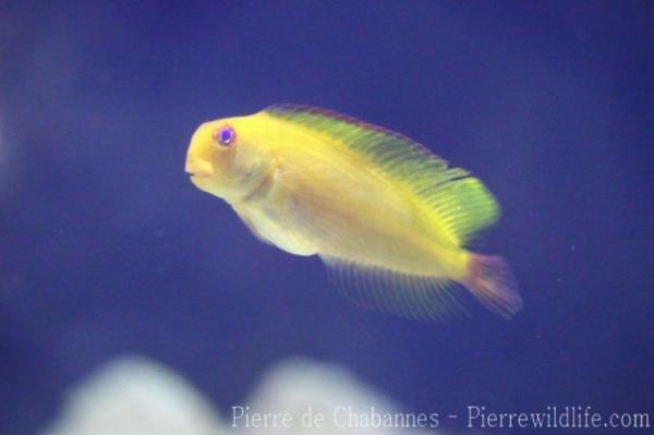 Black blenny