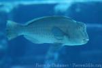 Green humphead parrotfish