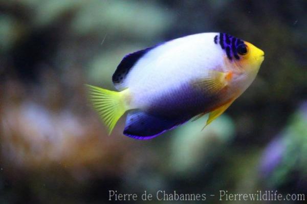 Multicolor angelfish