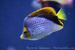 Marquesan butterflyfish