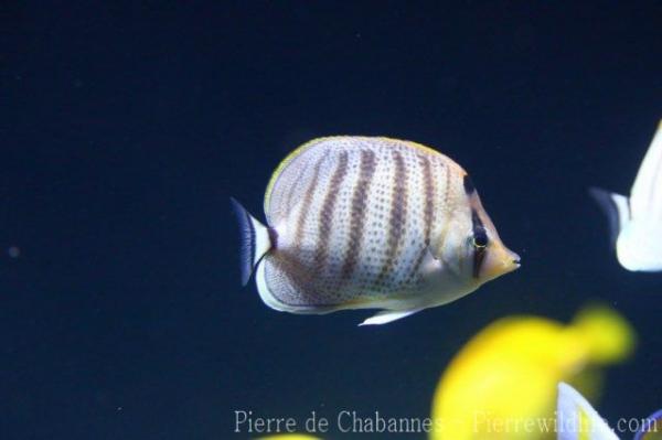 Pebbled butterflyfish