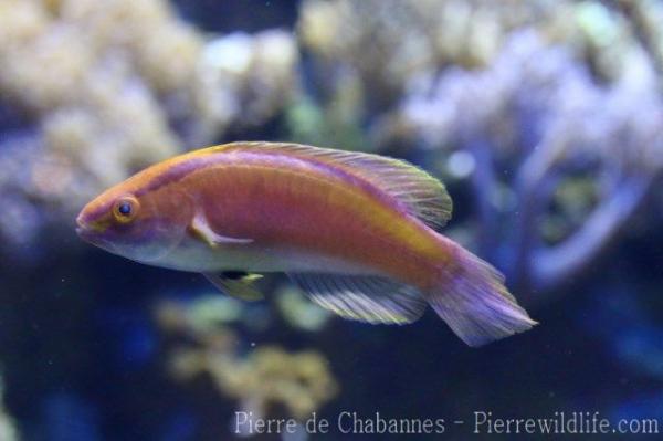 Long-tailed wrasse