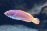 Purplelined wrasse