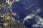 Barred blenny