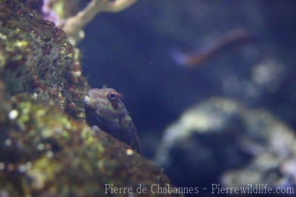 Barred blenny