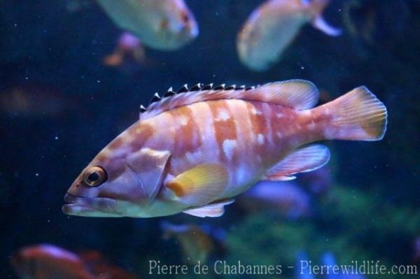 Blacktip grouper