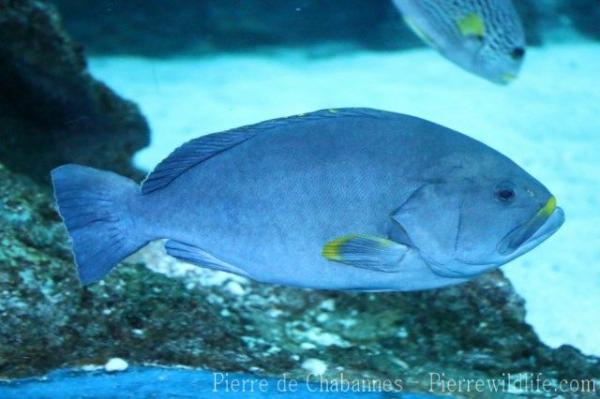 Blue-and-yellow grouper