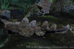 Tasselled wobbegong