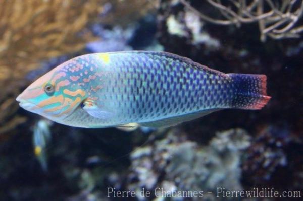 Checkerboard wrasse