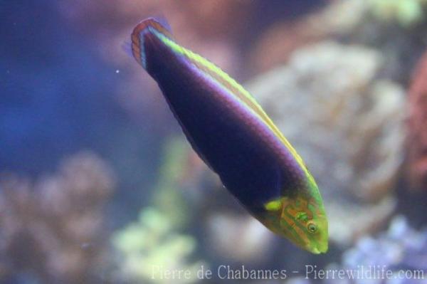 Radiant wrasse