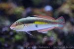 Clown wrasse