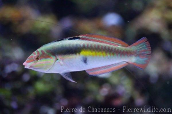 Clown wrasse