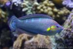 Indian Ocean pinstriped wrasse