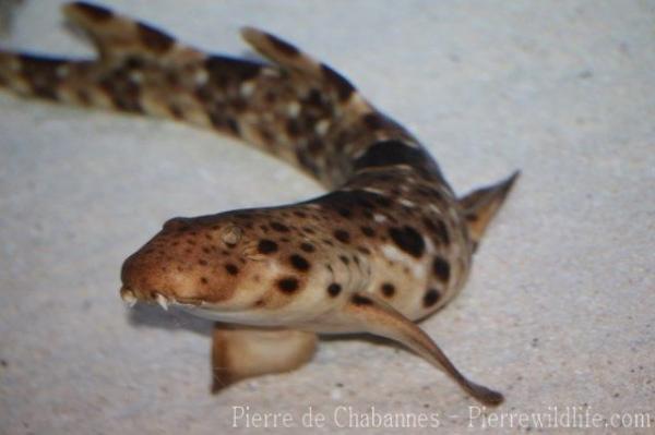 Halmahera epaulette shark