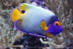 Yellowface angelfish