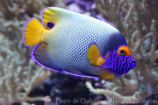 Yellowface angelfish