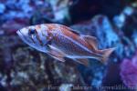 Canary rockfish