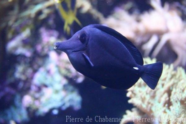 Longnose surgeonfish