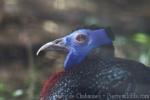 Bulwer's pheasant