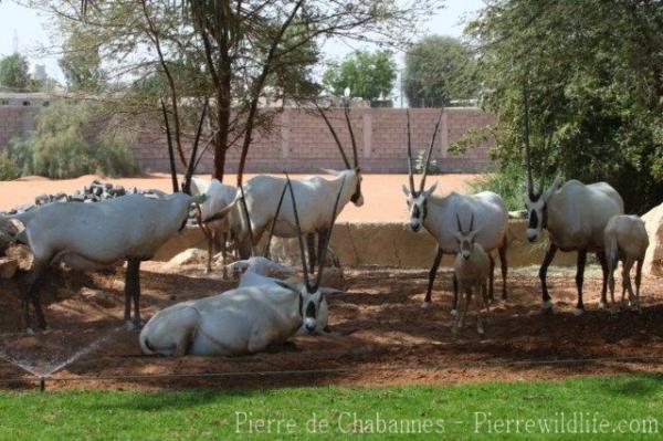 Arabian oryx