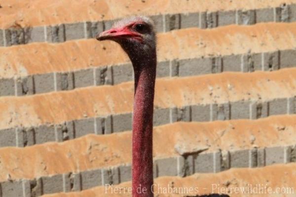 North African ostrich