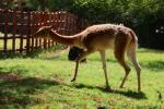 Vicuna