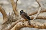 Common myna