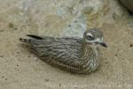 Eurasian thick-knee