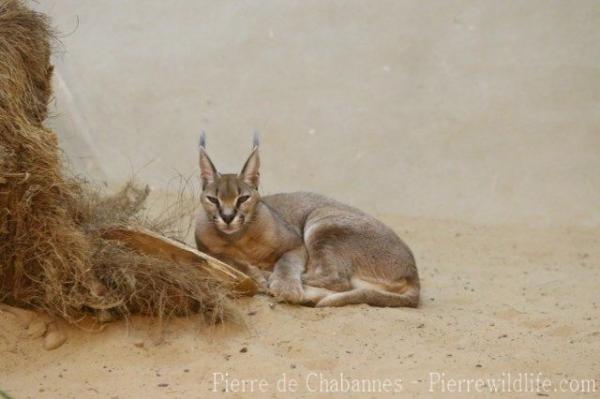 Caracal