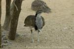 Asian houbara