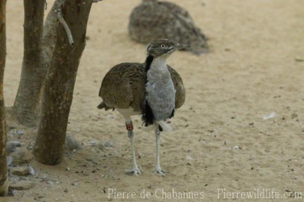 Asian houbara