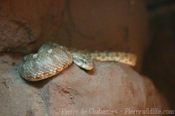 Oman saw-scaled viper