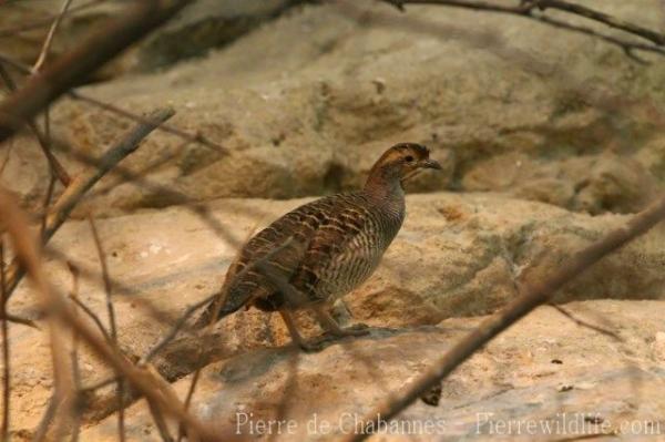 Grey francolin