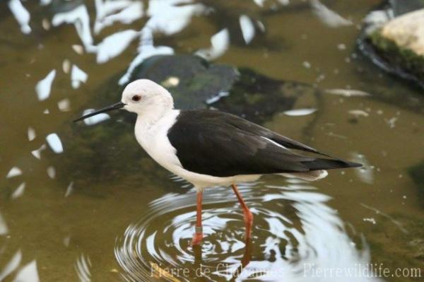 Black-winged stilt