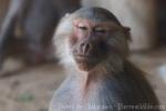 Hamadryas baboon