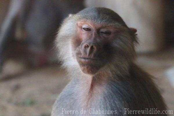 Hamadryas baboon