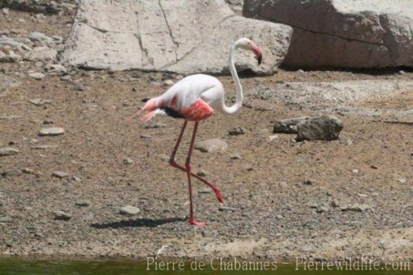 Greater flamingo