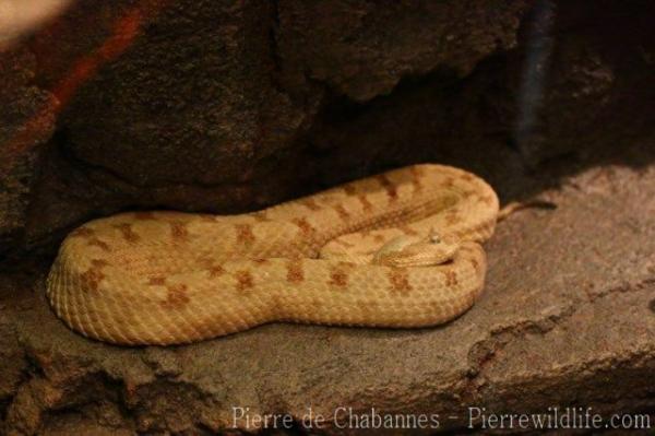 Persian horned viper