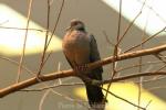 Dusky turtle-dove