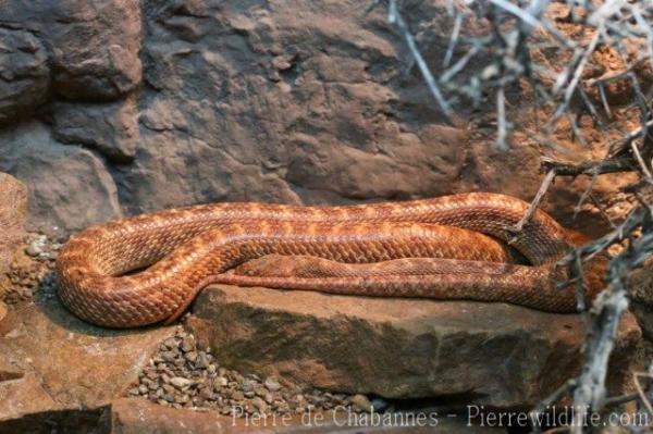 Arabian cat snake