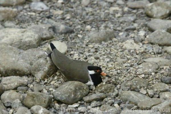 Red-wattled lapwing