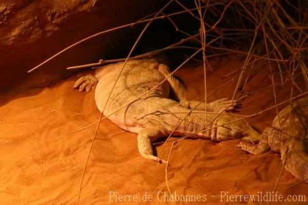 Desert monitor