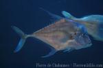 African pompano